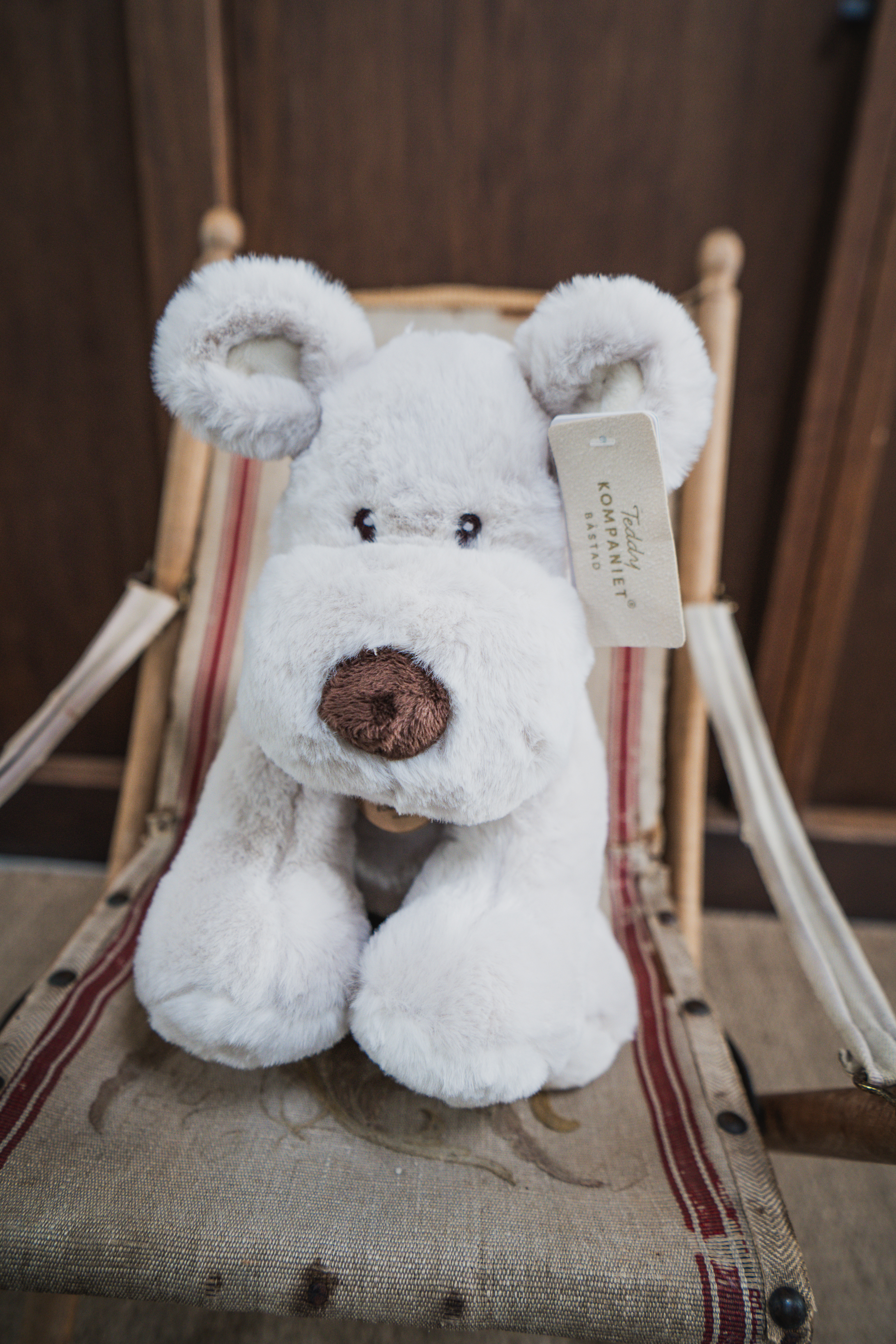 Hund Teddy Mocca stor grå 1