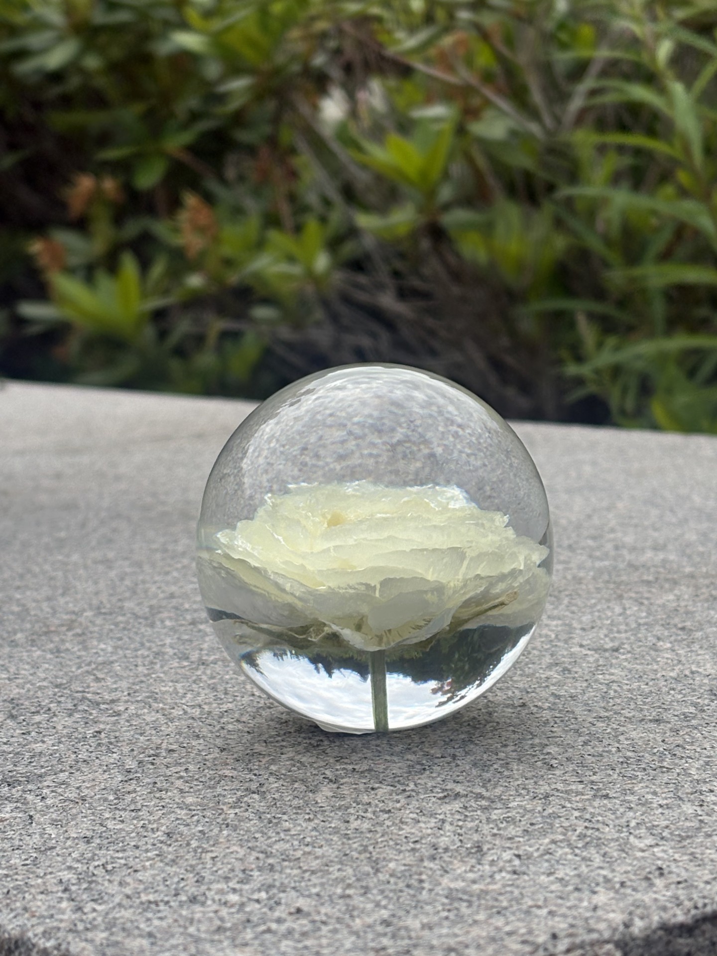 Pappersvikt Ranunculus White 1