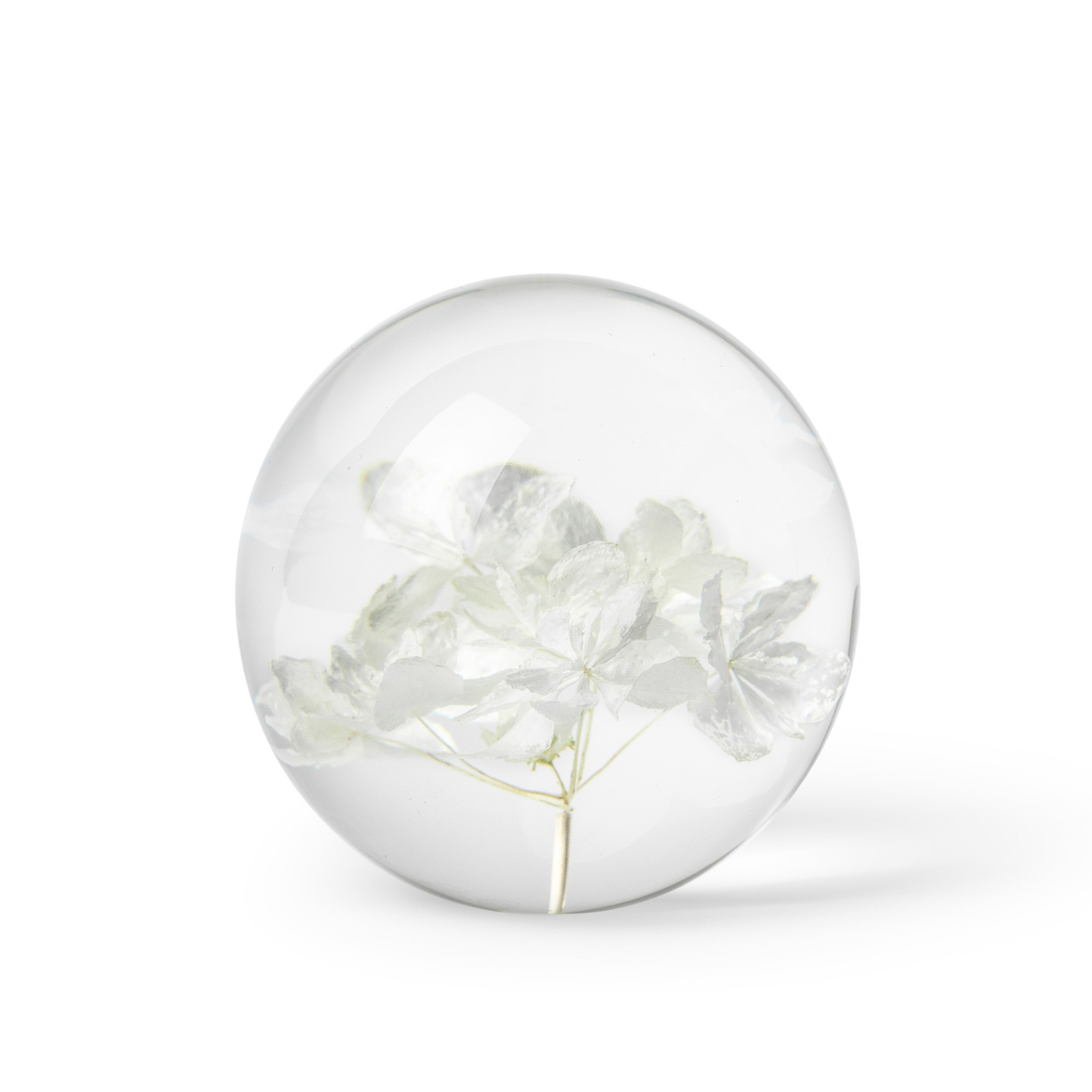 Pappersvikt Hydrangea White 1