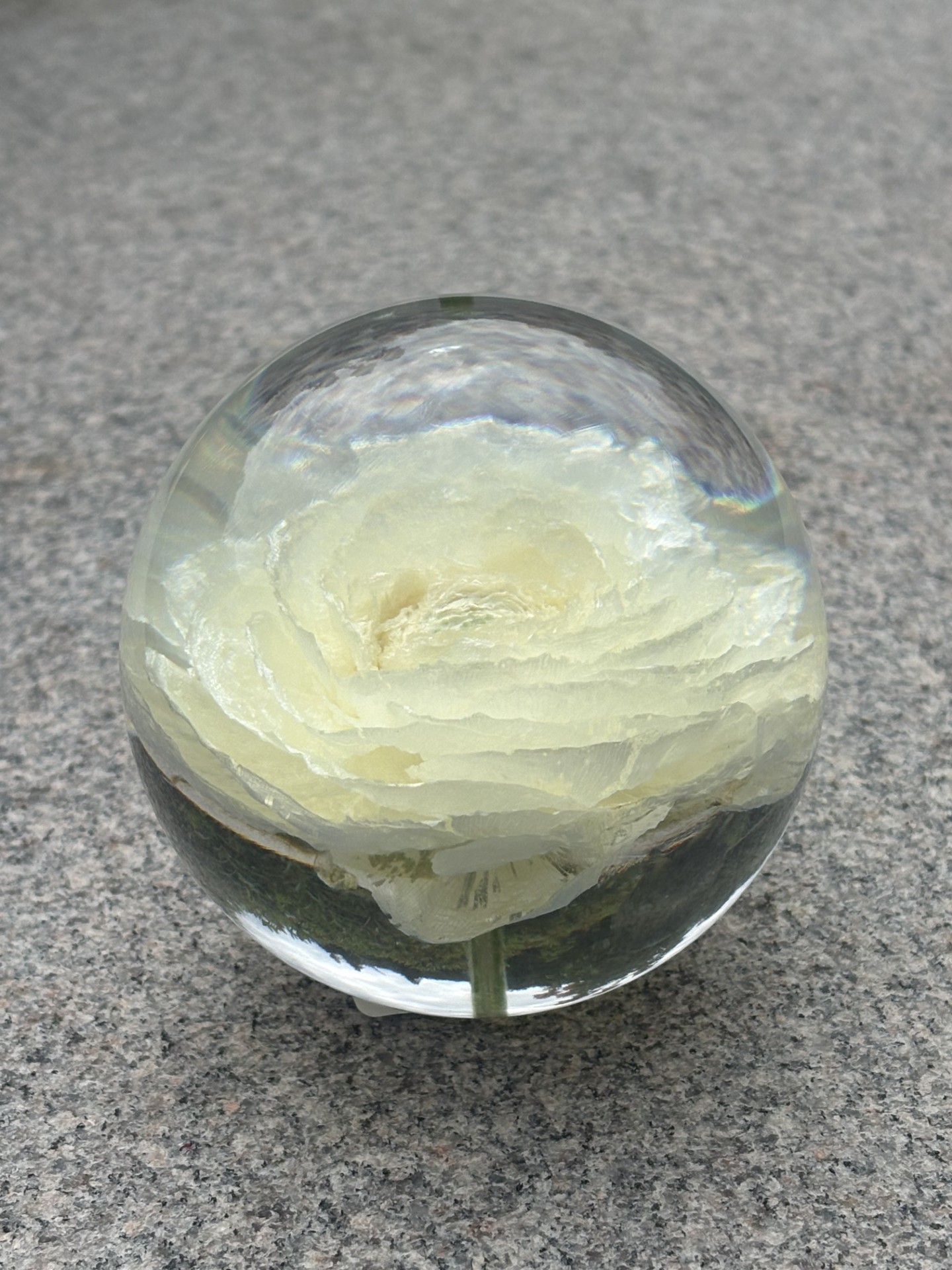 Pappersvikt Ranunculus White