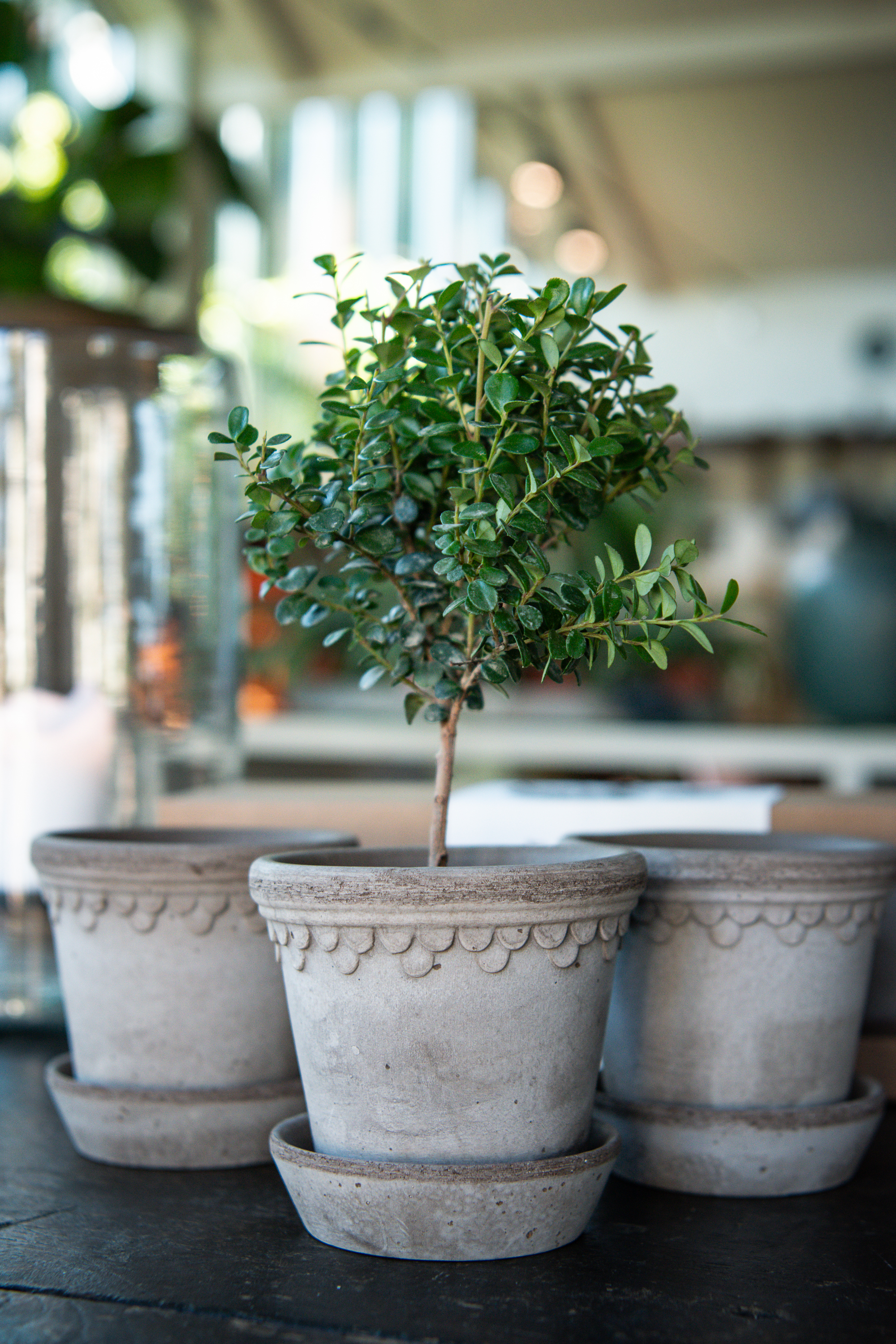 Köpenhamn Kruka Ø10 3-pack Grå inkl Fat  1