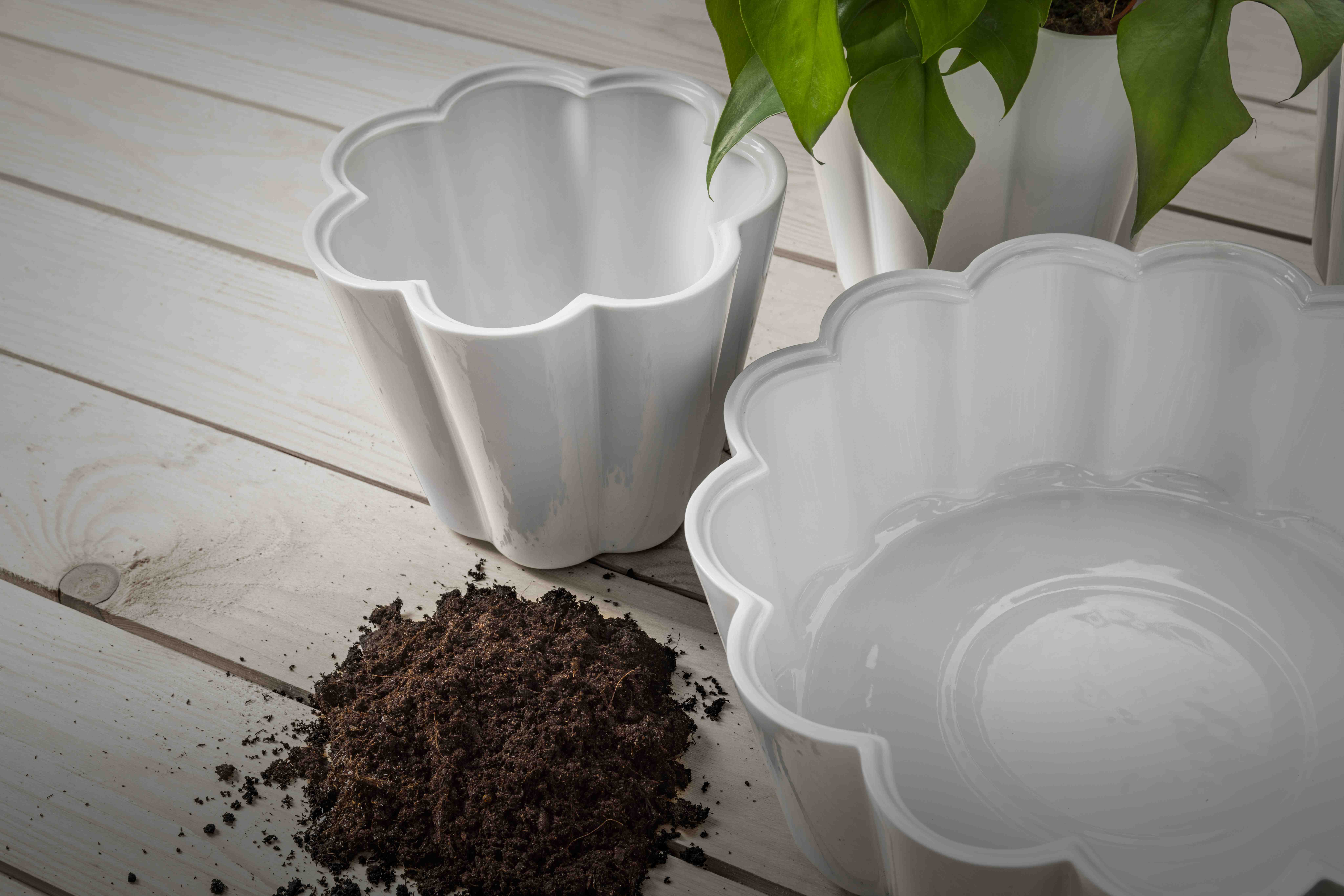 Norrvikenkruka liten Gustav Kraitz 1