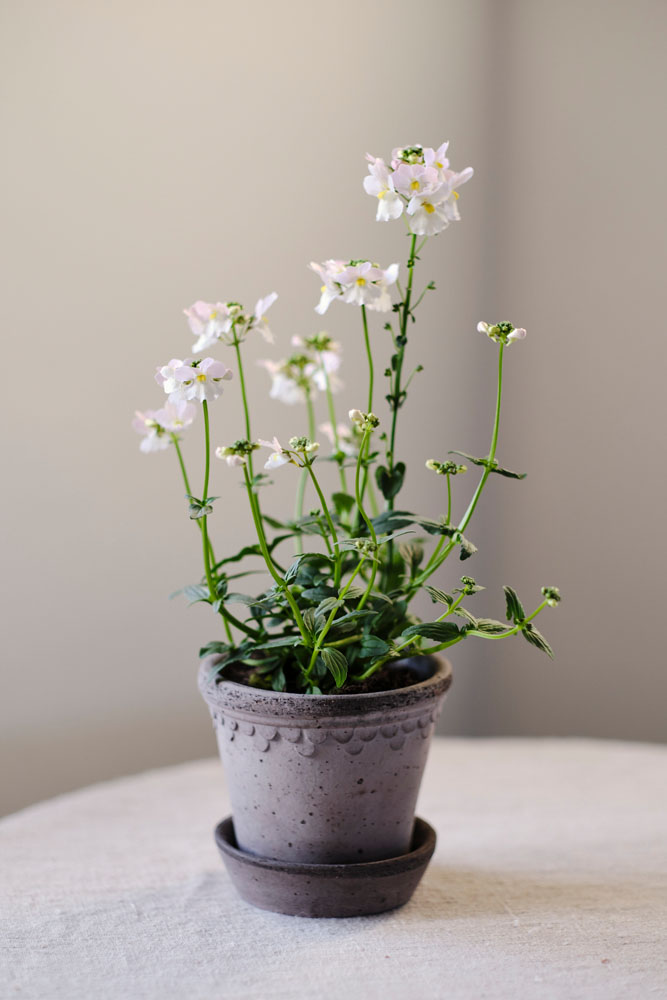 Köpenhamn Kruka Ø12 Grå inkl Fat