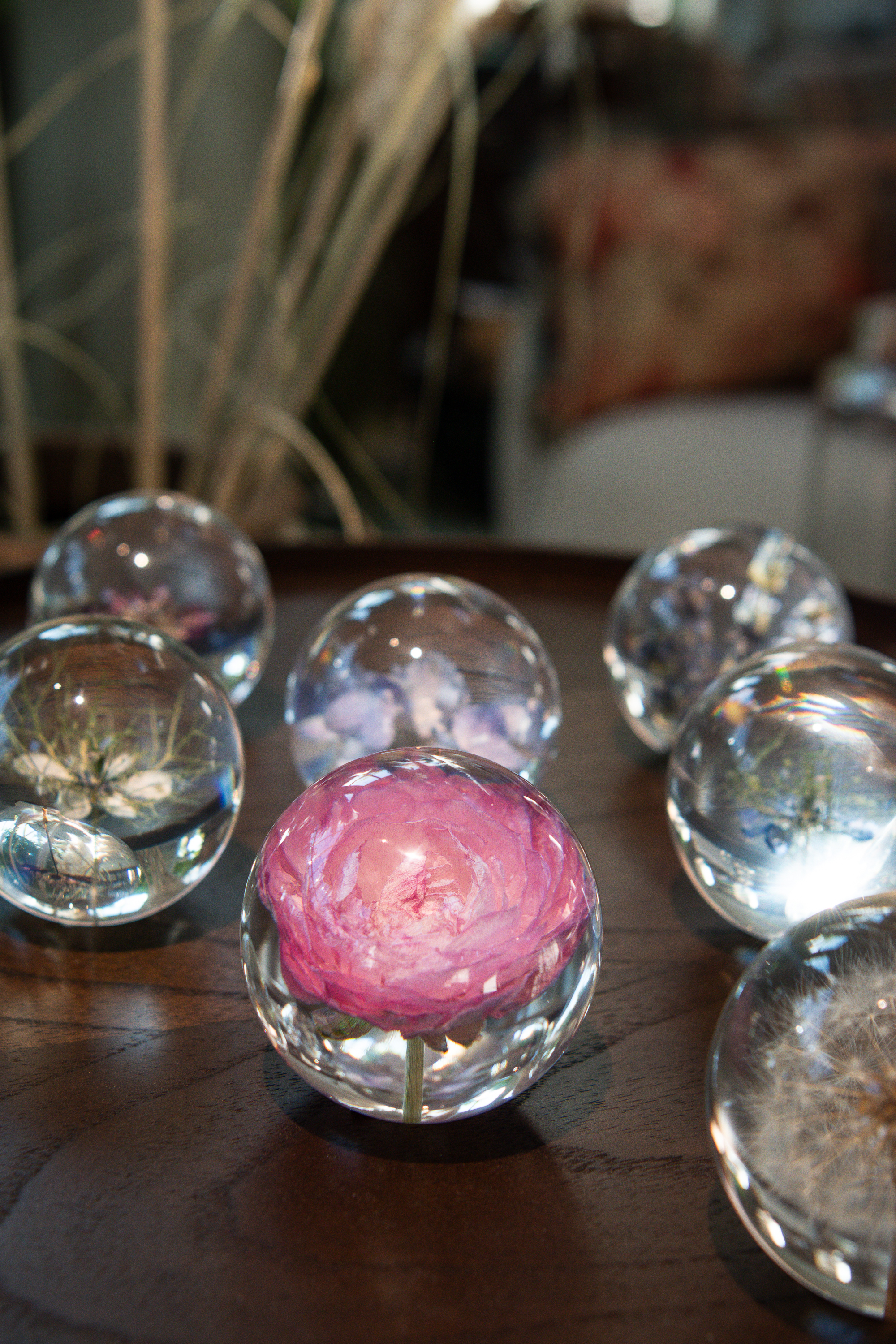 Pappersvikt Peony Rose  2